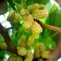 باغ سرسبز و پرمیوه با درآمد