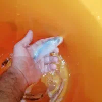 ماهی کوی باله بلند چرم