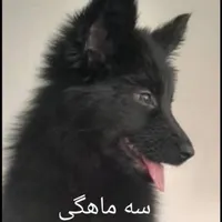 ژرمن بلک