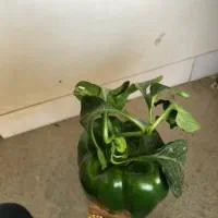 نهال اماده فلفل ۹۳۲۵