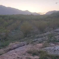 باغ طرح عمان ۳۵۰۰ متر خوش جا|فروش دفتر صنعتی، کشاورزی، تجاری|سامان, |دیوار