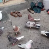 کفتر کبوتر پرشی|پرنده|بندرعباس, |دیوار