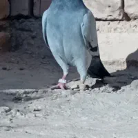 کفتر مسافتی گرفتنی