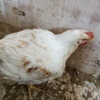 کارگرمرغداری گوشتی 10هزارتایی