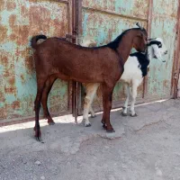 دو عدد کهره نر|حیوانات مزرعه|بندرعباس, |دیوار