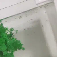 بچه ماهی گوپی دانه ۵تومن