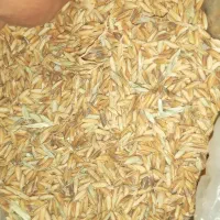 شلتوک خشک شده بذری|خوردنی و آشامیدنی|اهواز, اسماعیلیه|دیوار