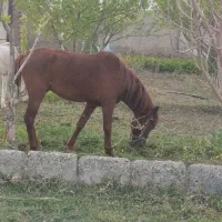 اسب|اسب و تجهیزات اسب‌سواری|خوی, |دیوار