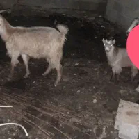 بز بزغاله نر