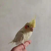 عروس هلندی اهلی