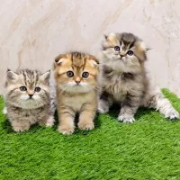 بریتیش و اسکاتیش