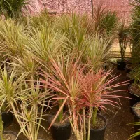 گل دراسینا چندشاخه بزرگ|گل و گیاه طبیعی|رشت, بیجارپس|دیوار