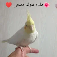 عروس هلندی|پرنده|تهران, شهرک صادقیه|دیوار