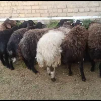 بره نر هم کشتار و داشت