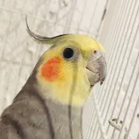 عروس هلندی نر آهویی رام و سخنگو