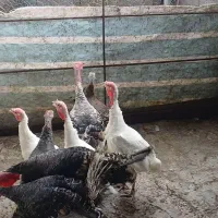 بوقلمون کوهی|حیوانات مزرعه|تالش, هشتپر|دیوار