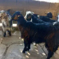 فروشی فوری با موتور معاوضه میشود|حیوانات مزرعه|مسجد سلیمان, |دیوار