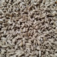 بذر نارنج تازه