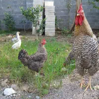 مرغ و خروس آمروک