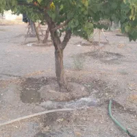 باغ در محدود کاهو|فروش زمین و ملک کلنگی|گلمکان, |دیوار