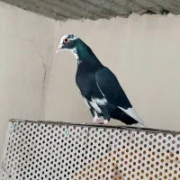 کفتر پلنگ و پلاکی با هم ۳۰۰