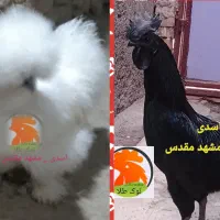 جوجه مرغ 1 روزه ( ابریشمی ، آیام سمانی )