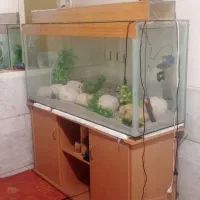 ااکواریوم ماهی