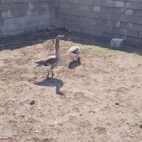 غاز نر و ماده