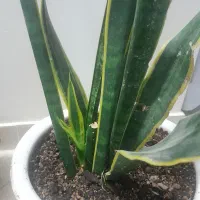 گل اپارتمانی