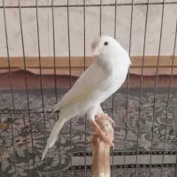 قناری ماده