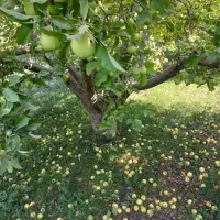 فروش 60 تن سیب 100%100 ارگانیک داخل سردخانه|خوردنی و آشامیدنی|تبریز, |دیوار