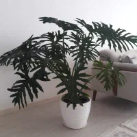 گل و گیاه انجیری