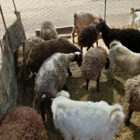 ۱۲بره نر شیری کشتاری هم پای پروار|حیوانات مزرعه|کوهدشت, |دیوار