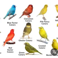 قناری ایسونوم