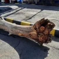 تنه درخت کاج