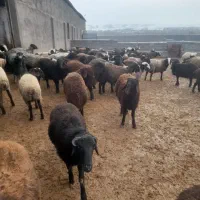 ۱۰۰ راس بره چاق درجه یک برای کشتار جفتی ۱۳۰کیلو