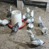 مرغ و خروس سبرایت پولک منظم|حیوانات مزرعه|شلمان, |دیوار