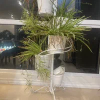 استند گل با گلدان و گیاه|گل و گیاه طبیعی|تهران, مرزداران|دیوار