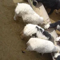 بره|حیوانات مزرعه|ارسنجان, |دیوار