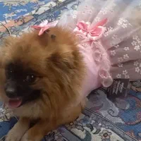 سگ پامر ماده