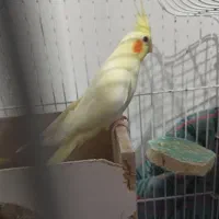 عروس هلندی ماده|پرنده|بندر ترکمن, |دیوار