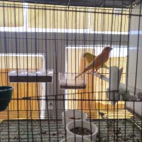 ی جفت قناری درجه یک