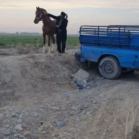 اسب برای کشش عرب