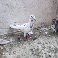 کفتر گرفتنی الوند|پرنده|الوند, |دیوار