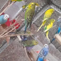 مرغ عشق سالم ضمانتی|پرنده|ایرانشهر, |دیوار