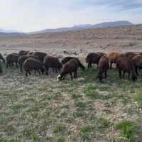 بره ماده|حیوانات مزرعه|بیرانوند, |دیوار