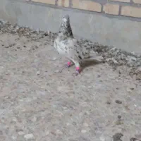 لیموی دم سفید