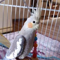 فروش فوری 1 عدد عروس هلندی به علت نبود مکان