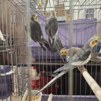 چهار عدد عروس هلندی