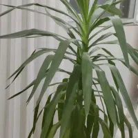 طبیعی و زیبا